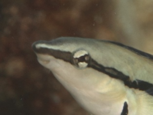 bouche taeniatus